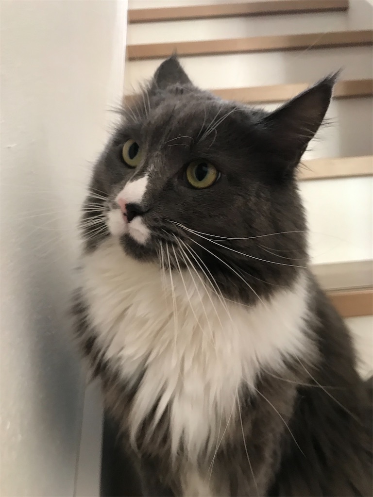 f:id:angelnorth0606:20210119074916j:plain