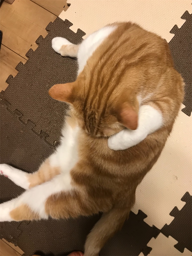 f:id:angelnorth0606:20210119075032j:plain