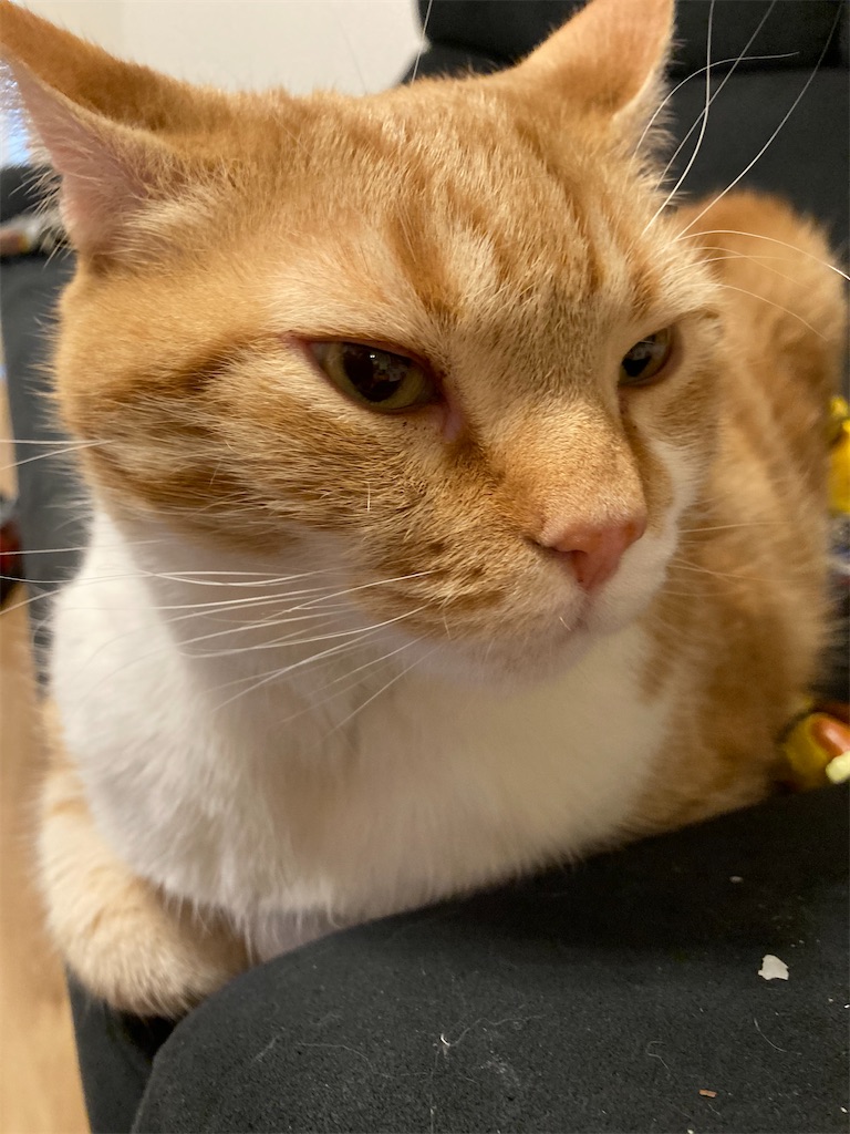 f:id:angelnorth0606:20210203075853j:plain