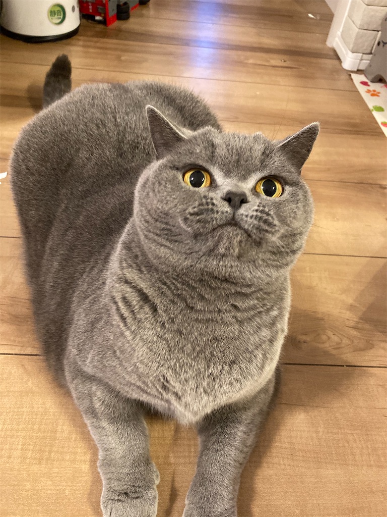 f:id:angelnorth0606:20210205075911j:plain