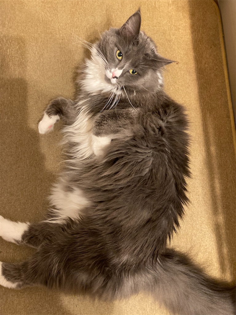 f:id:angelnorth0606:20210208074617j:plain