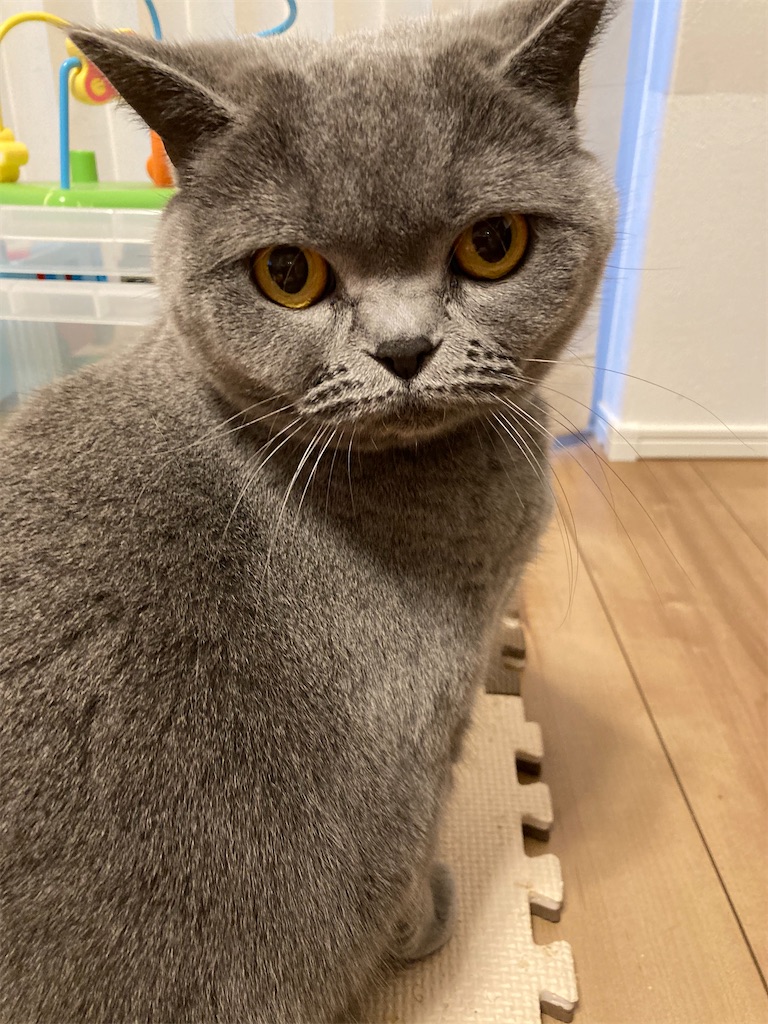 f:id:angelnorth0606:20210208074623j:plain