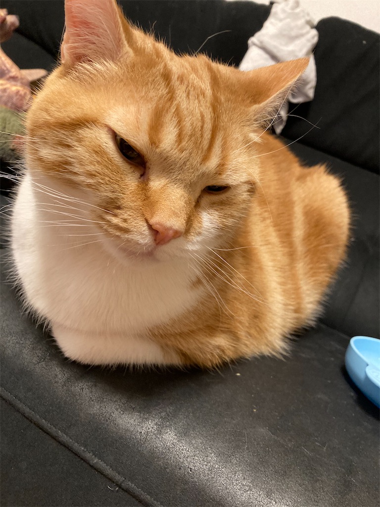 f:id:angelnorth0606:20210209074914j:plain