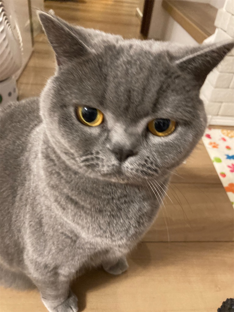 f:id:angelnorth0606:20210209074922j:plain