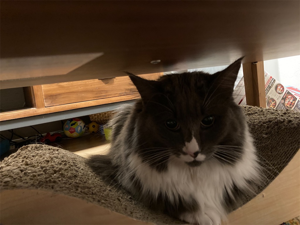 f:id:angelnorth0606:20210209074927j:plain