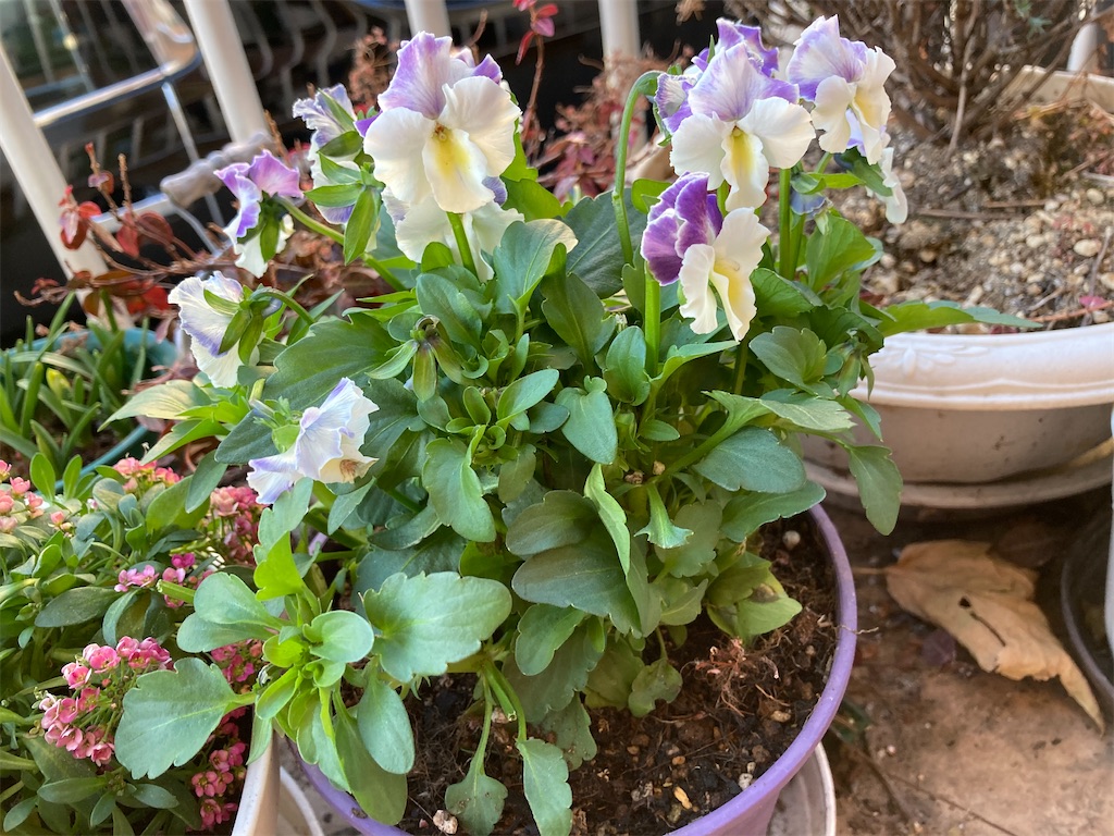 f:id:angelnorth0606:20210209075829j:plain