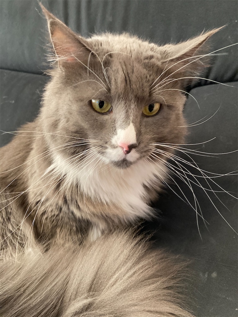 f:id:angelnorth0606:20210213100206j:plain