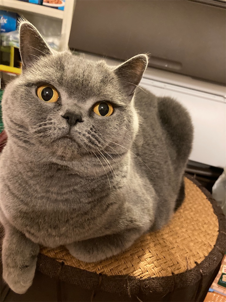 f:id:angelnorth0606:20210222075953j:plain