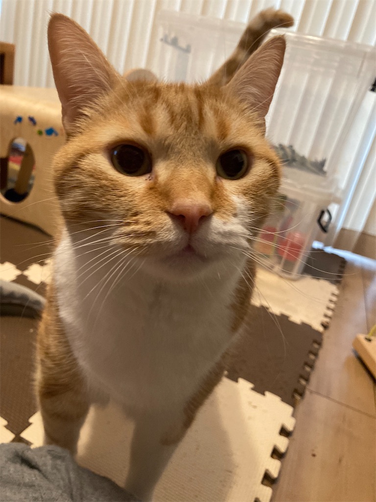 f:id:angelnorth0606:20210310074626j:plain