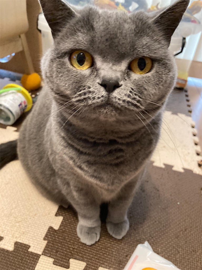 f:id:angelnorth0606:20210317075021j:plain