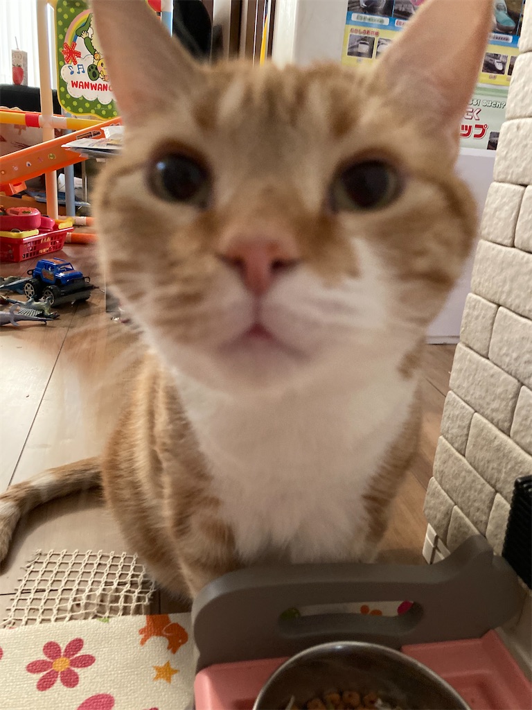 f:id:angelnorth0606:20210317075026j:plain