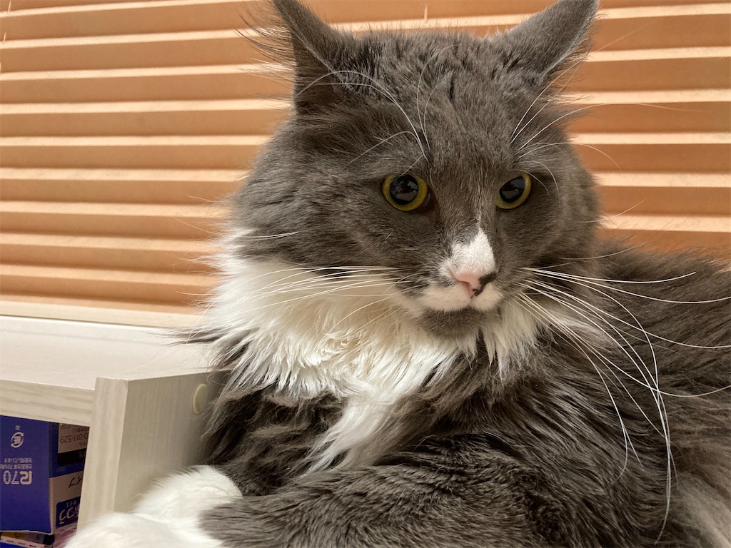 f:id:angelnorth0606:20210401050357j:plain