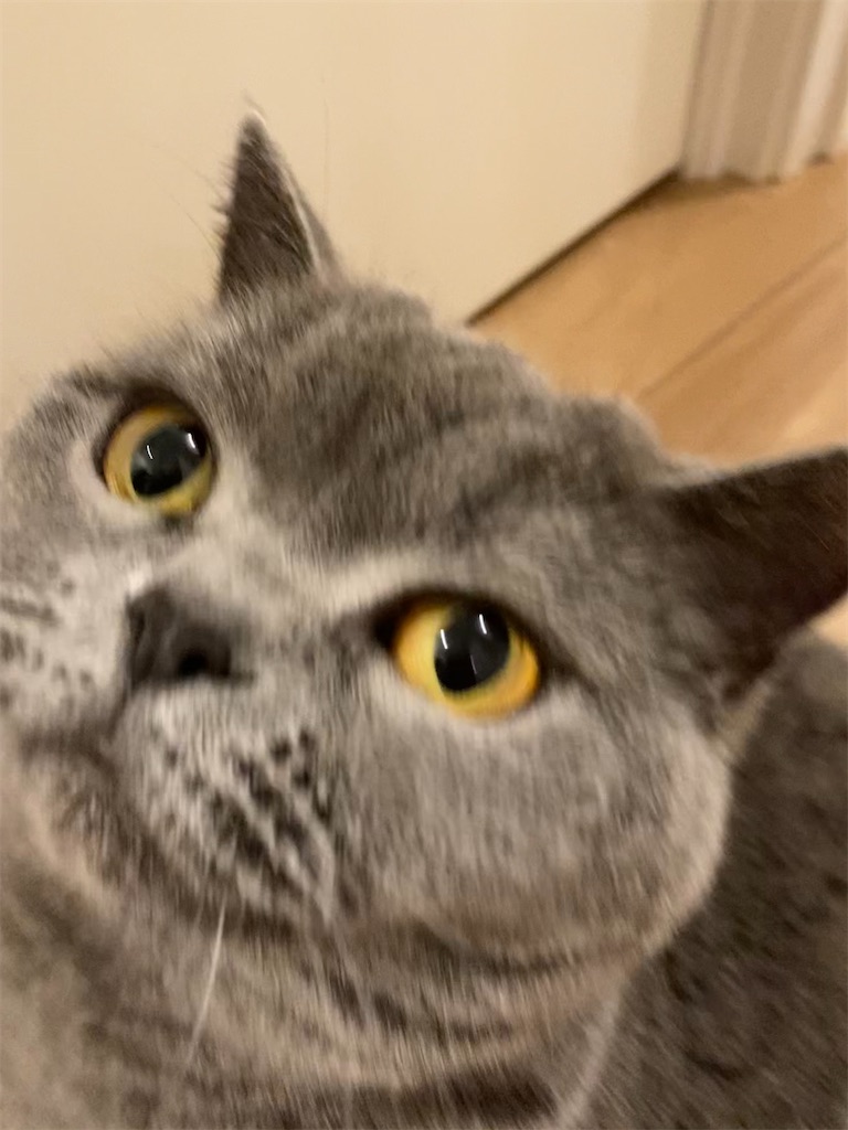 f:id:angelnorth0606:20210401050516j:plain