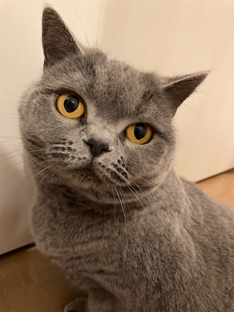 f:id:angelnorth0606:20210401050525j:plain