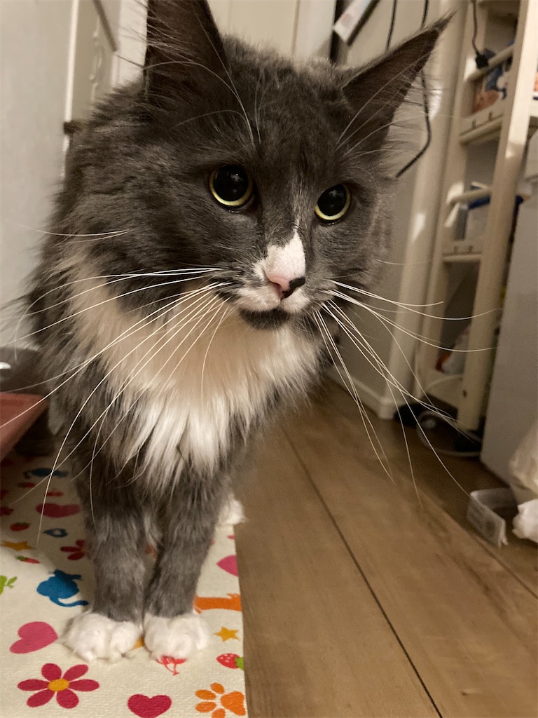 f:id:angelnorth0606:20210402060405j:plain