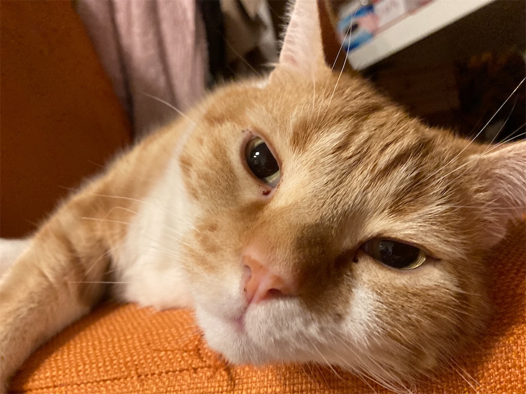 f:id:angelnorth0606:20210402060408j:plain