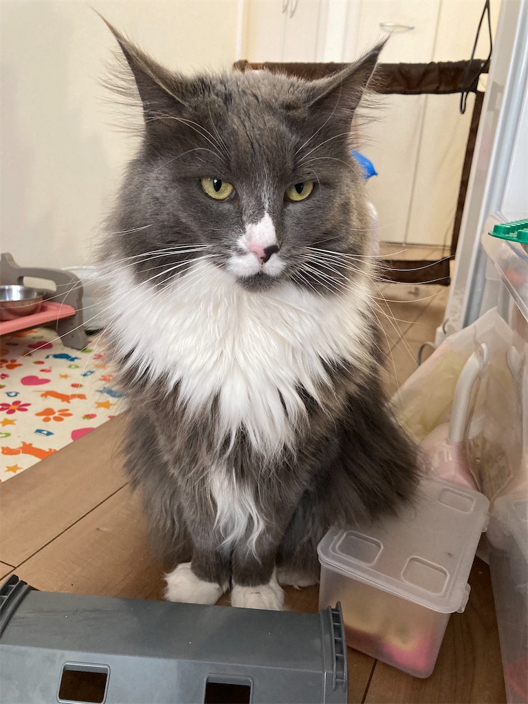 f:id:angelnorth0606:20210410143404j:plain