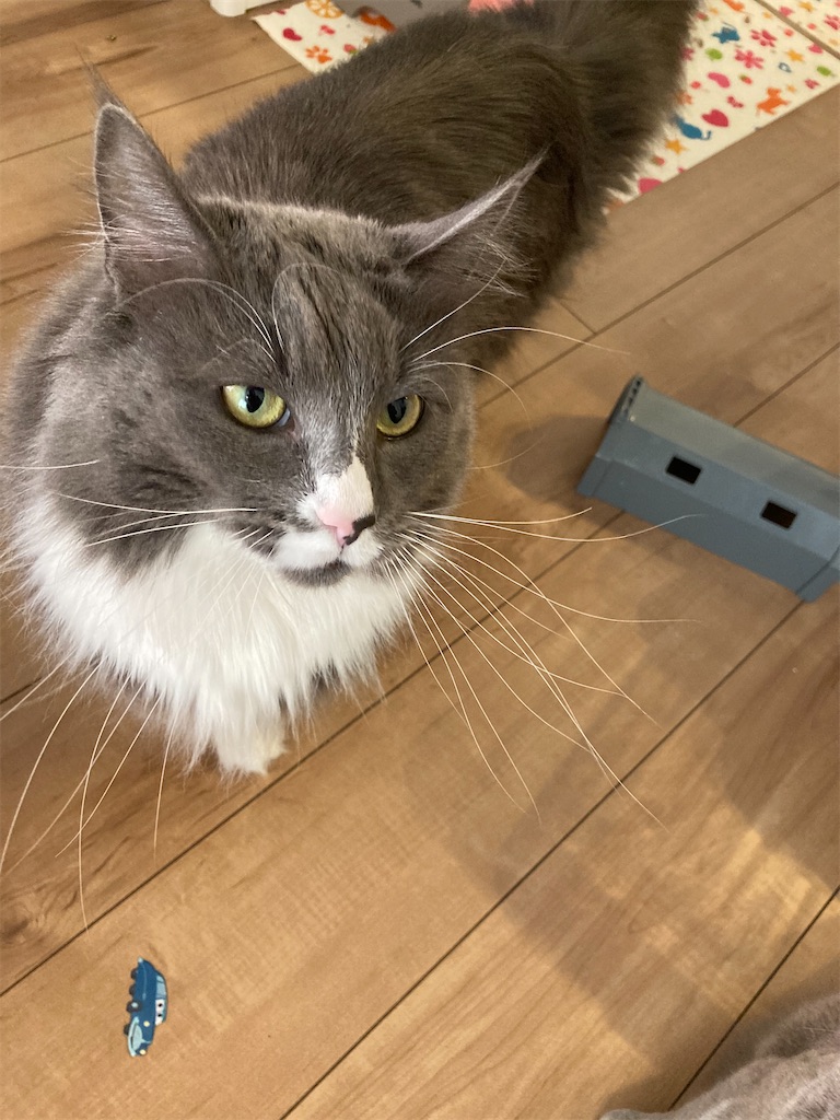 f:id:angelnorth0606:20210410143411j:plain