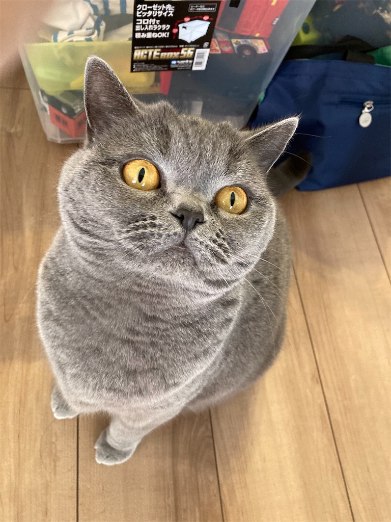 f:id:angelnorth0606:20210410143416j:plain