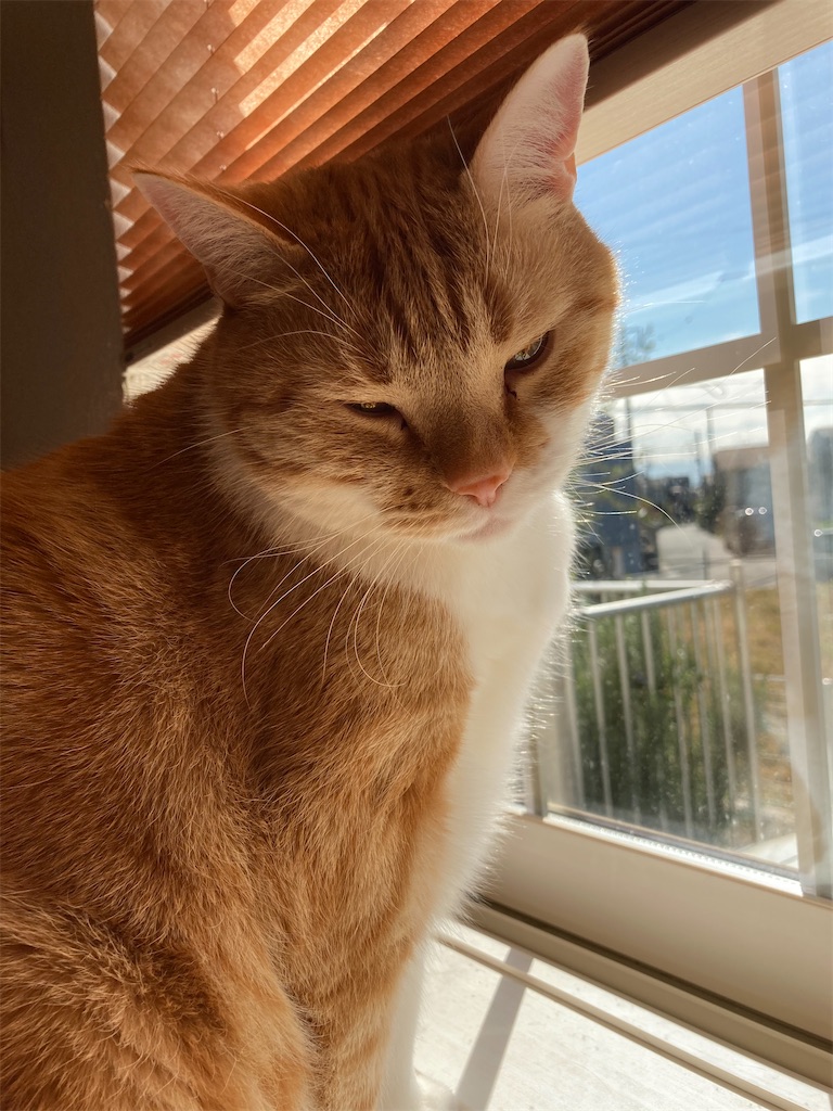 f:id:angelnorth0606:20210410143652j:plain