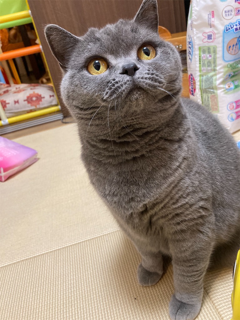 f:id:angelnorth0606:20210423055236j:plain