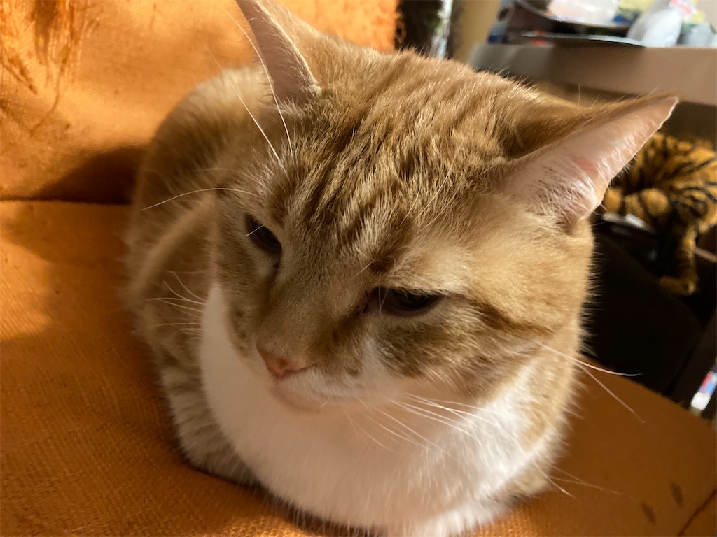 f:id:angelnorth0606:20210423055246j:plain