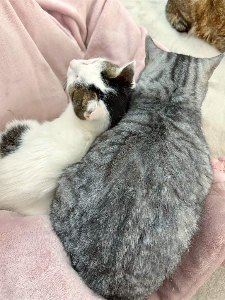 f:id:angeltherapycat:20260215211842j:image