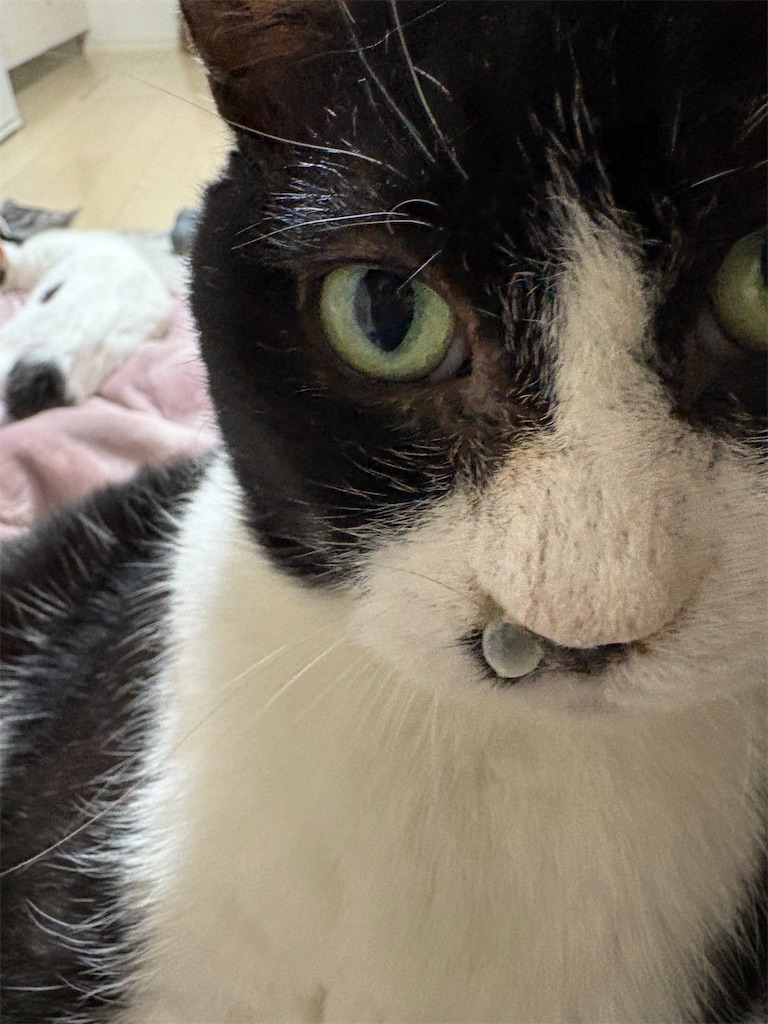 f:id:angeltherapycat:20260216131518j:image