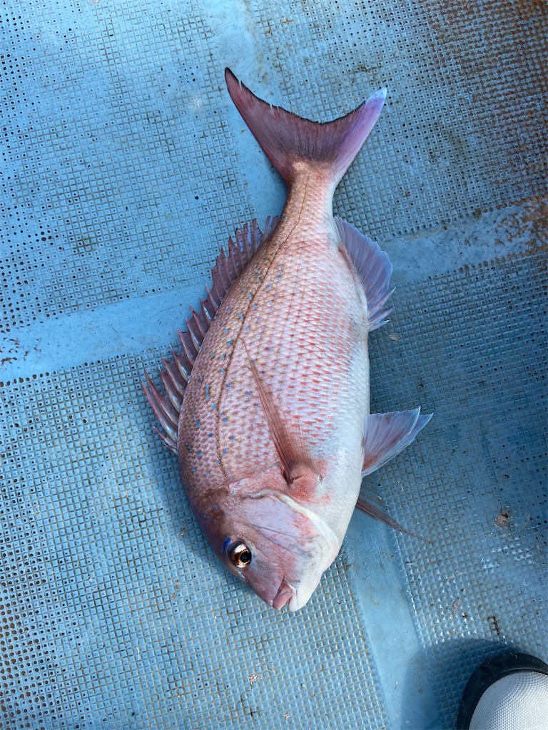 f:id:angler_satoimo:20210208063759j:image
