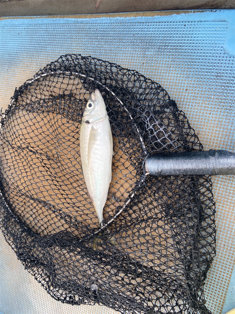 f:id:angler_satoimo:20210307100920j:image