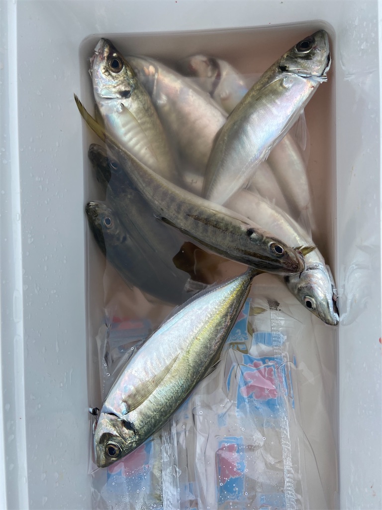 f:id:angler_satoimo:20210307102430j:image