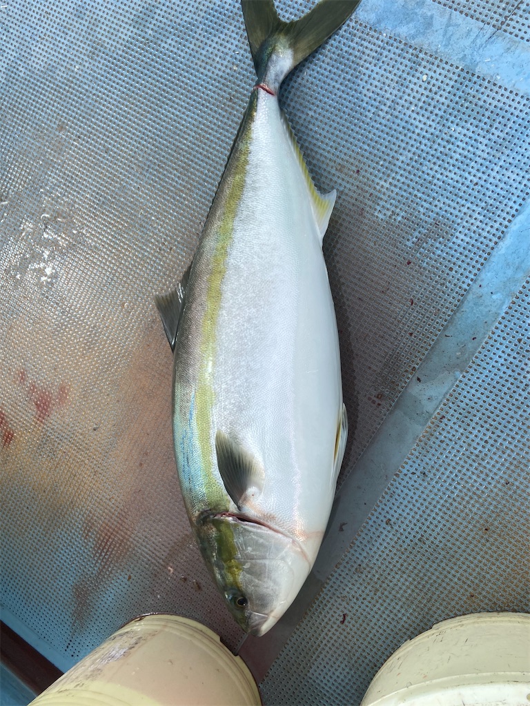 f:id:angler_satoimo:20210308061612j:image