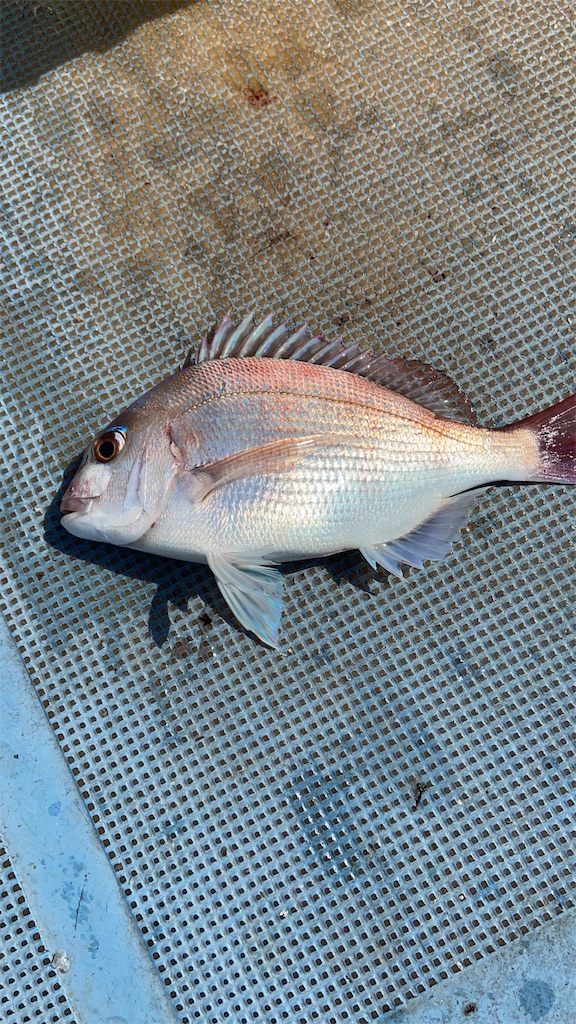 f:id:angler_satoimo:20210308061930j:image