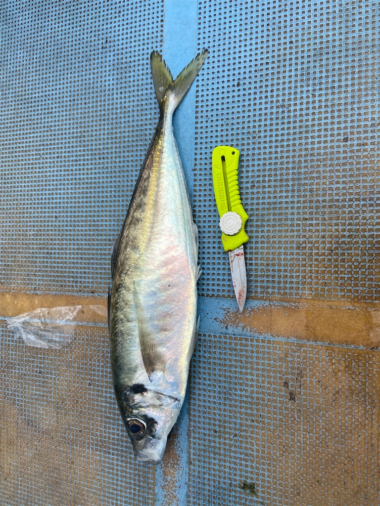 f:id:angler_satoimo:20210308063528j:image