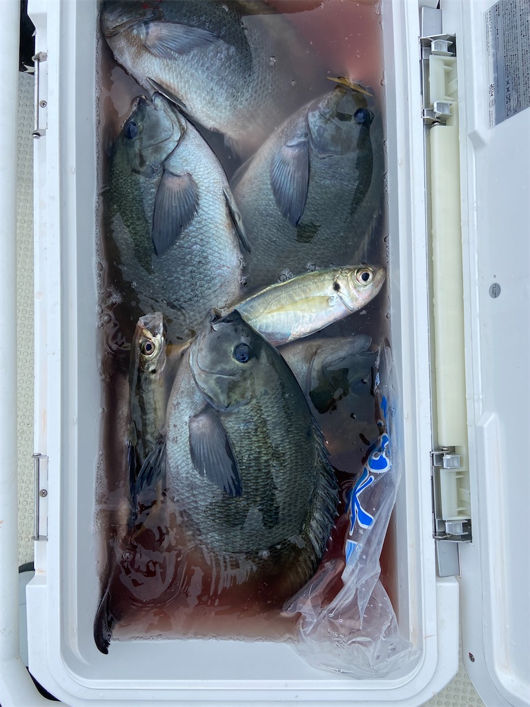 f:id:angler_satoimo:20210517063411j:image