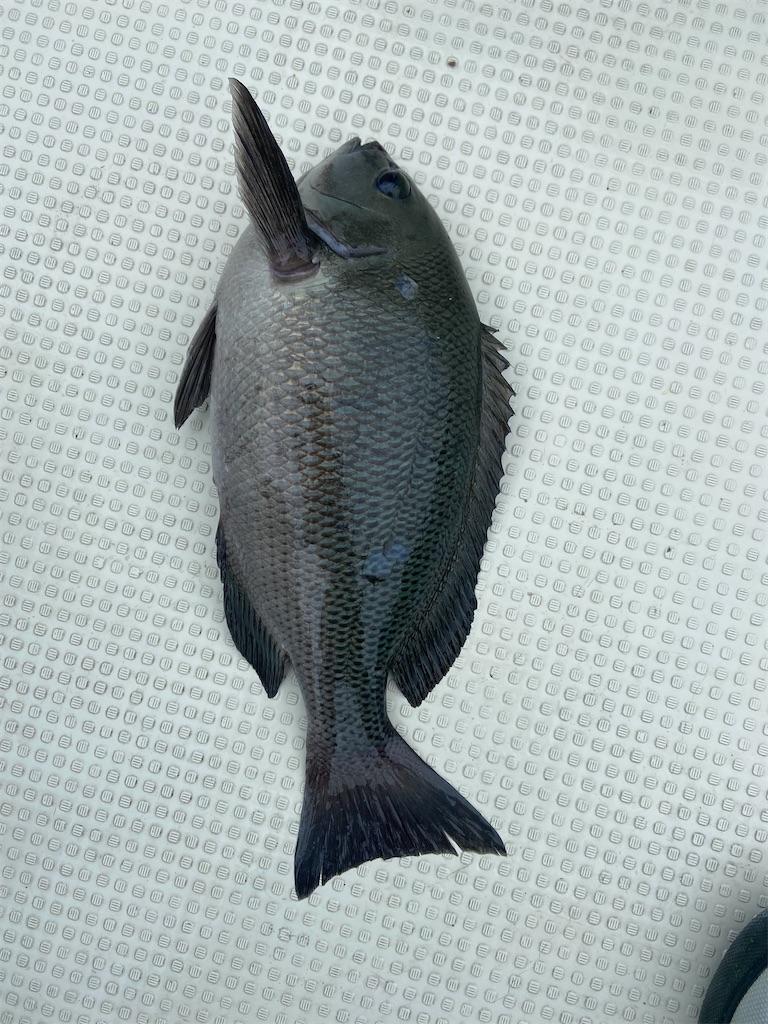 f:id:angler_satoimo:20210517063447j:image