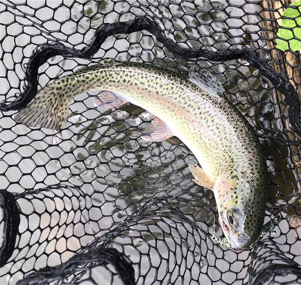 f:id:angler_shun3:20210816194706j:image f:id:angler_shun3:20210816194706j:image