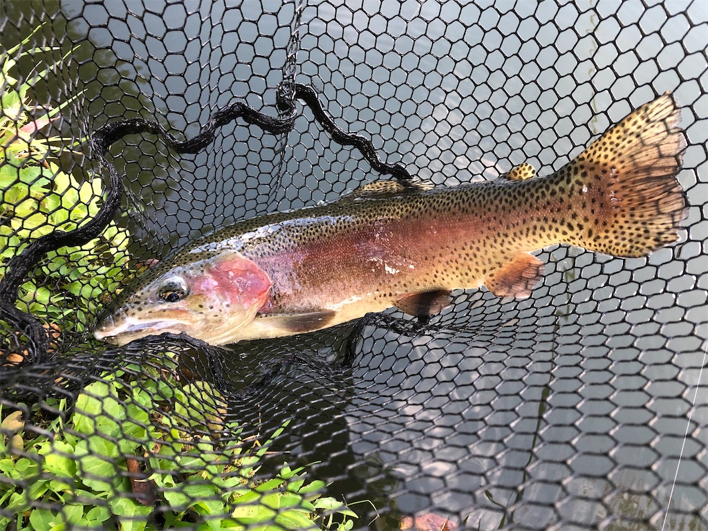 f:id:angler_shun3:20211011225103j:image f:id:angler_shun3:20211011225103j:image