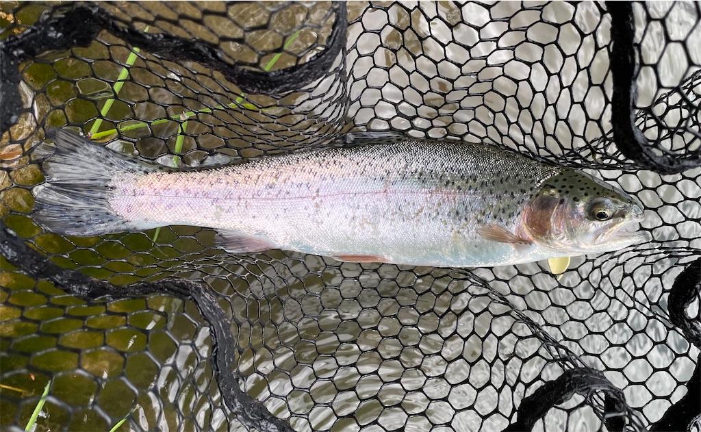f:id:angler_shun3:20220528200337j:image