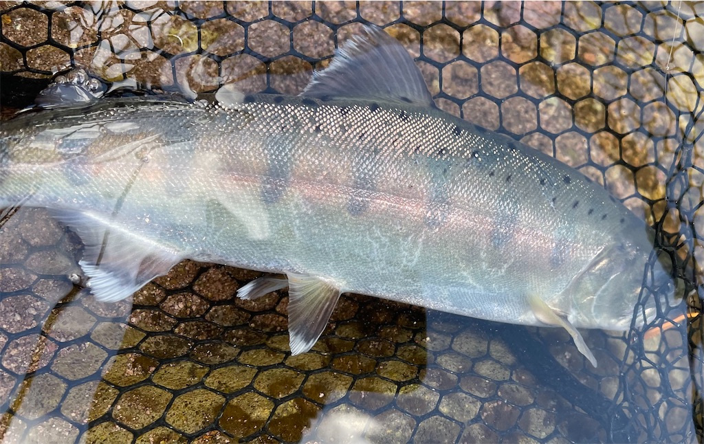 f:id:angler_shun3:20220528200340j:image