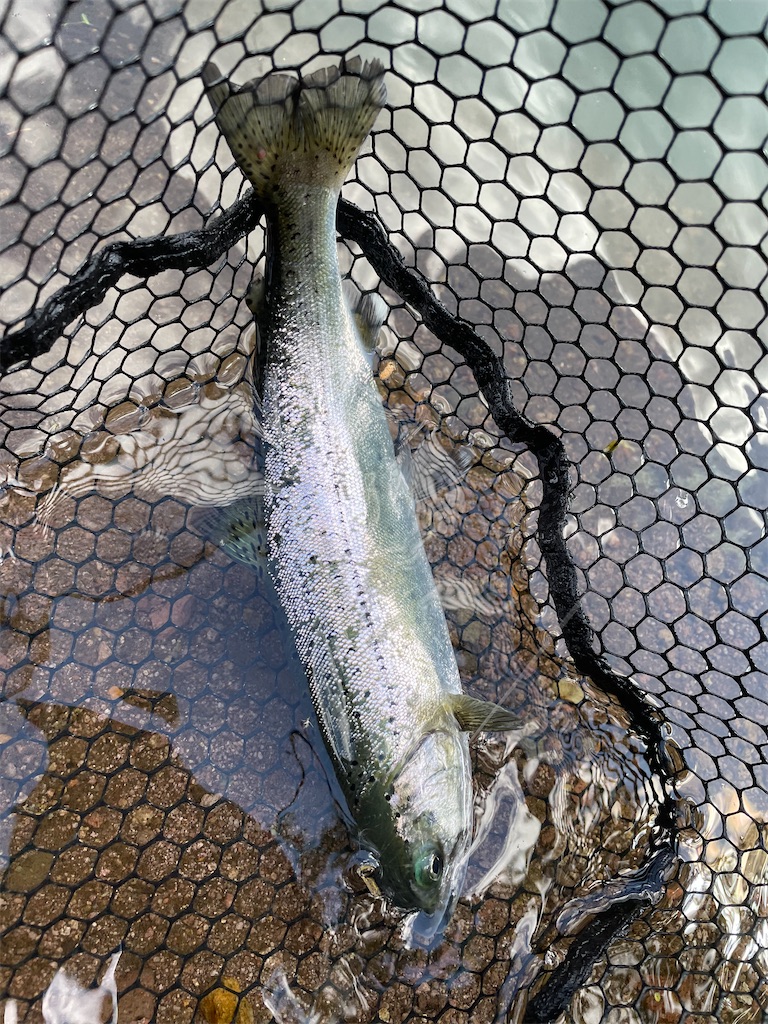 f:id:angler_shun3:20220528204329j:image
