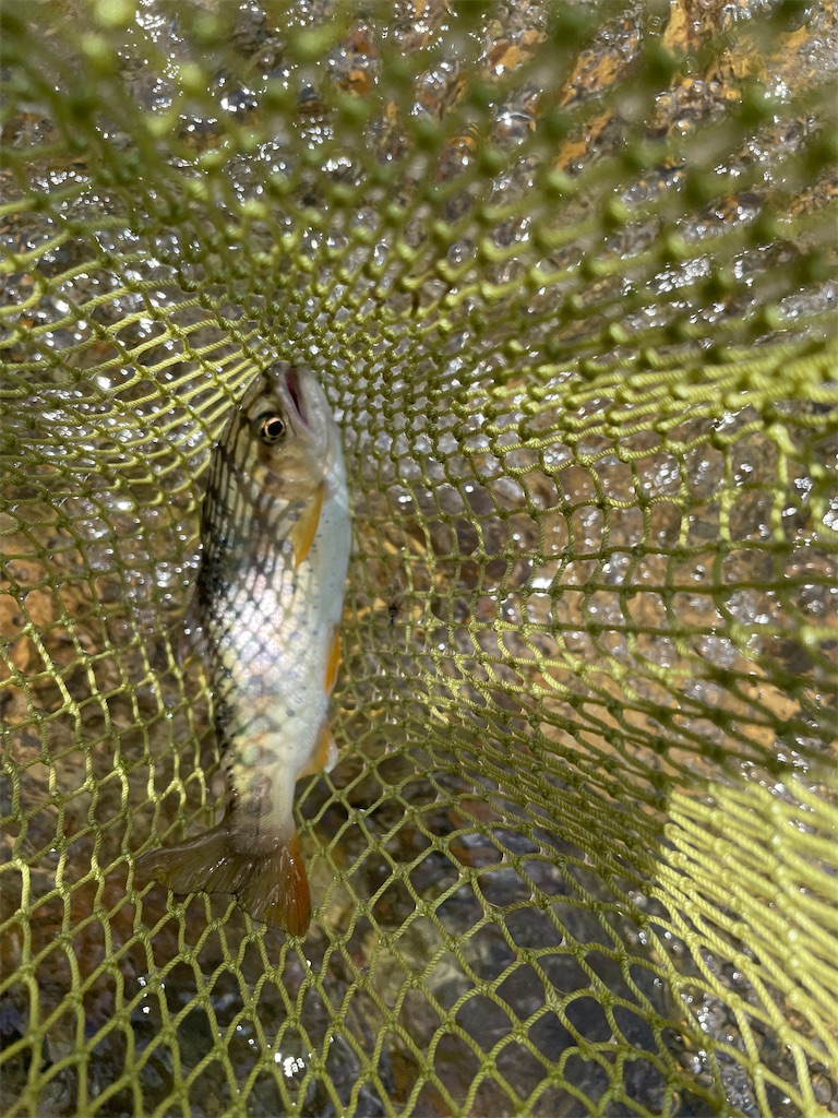 f:id:angler_shun3:20220724182757j:image f:id:angler_shun3:20220724182757j:image