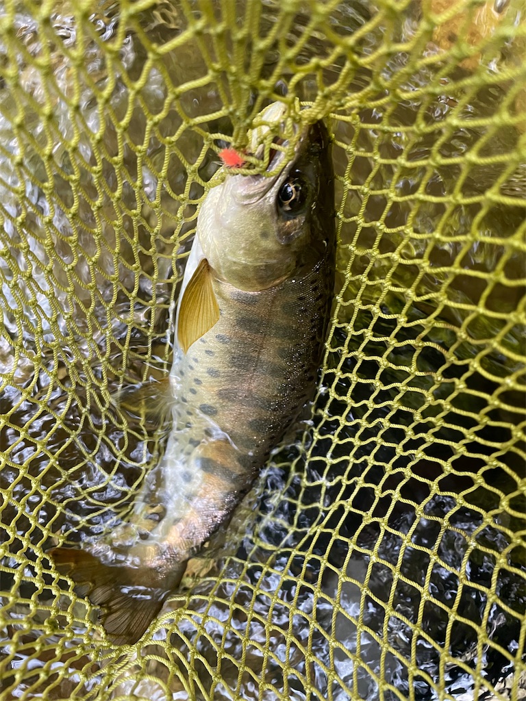 f:id:angler_shun3:20220724182825j:image f:id:angler_shun3:20220724182825j:image