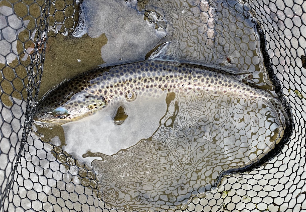 f:id:angler_shun3:20221204195756j:image f:id:angler_shun3:20221204195756j:image