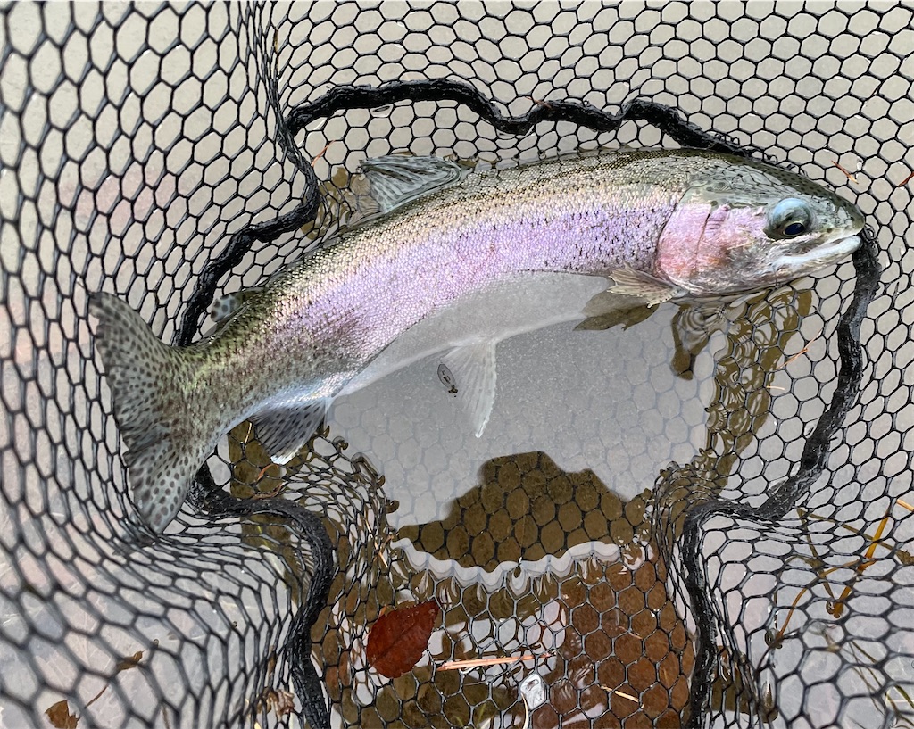 f:id:angler_shun3:20221204195951j:image f:id:angler_shun3:20221204195951j:image
