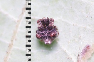 f:id:anhedonia:20150806190613j:image