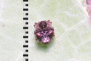 f:id:anhedonia:20150806190616j:image