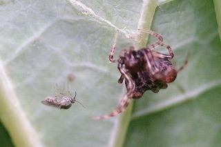 f:id:anhedonia:20150806190625j:image