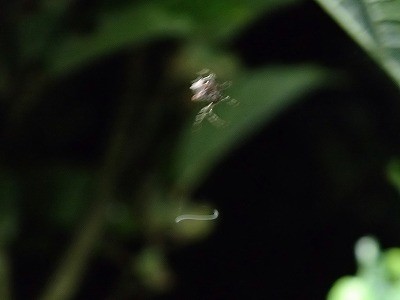 f:id:anhedonia:20150806191728j:image