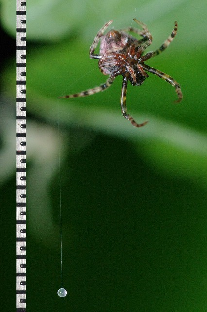 f:id:anhedonia:20150811055741j:image
